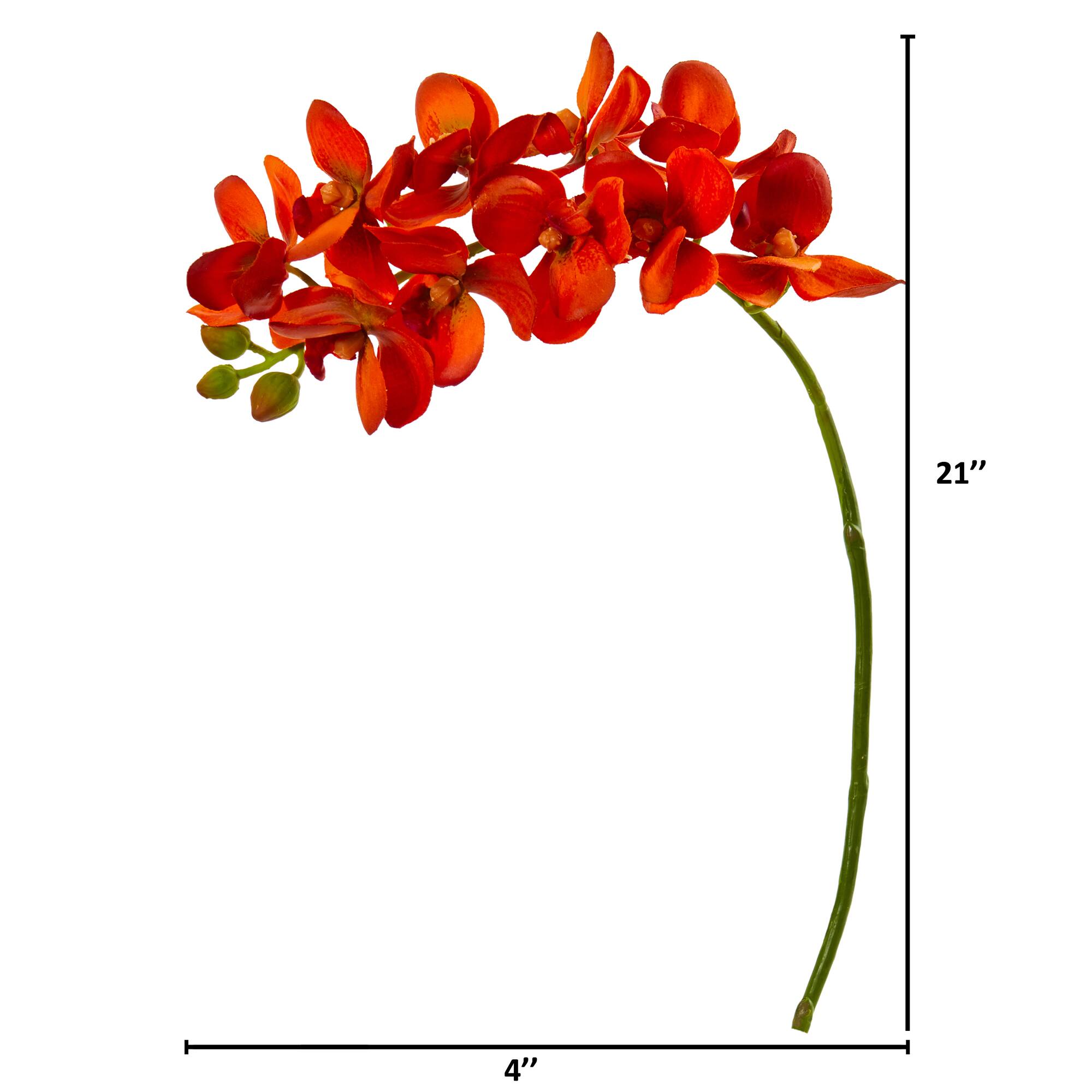 Moth Orchid Stem